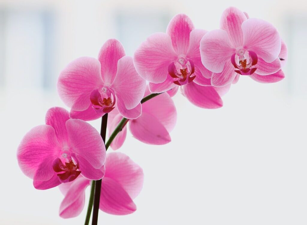 hnojivo na orchideje