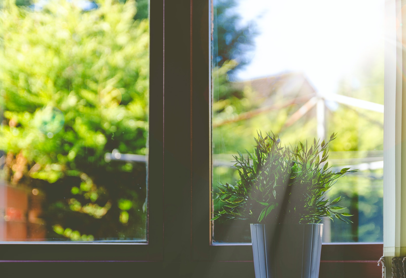 green leafed plant in front of window in shallow focus photography