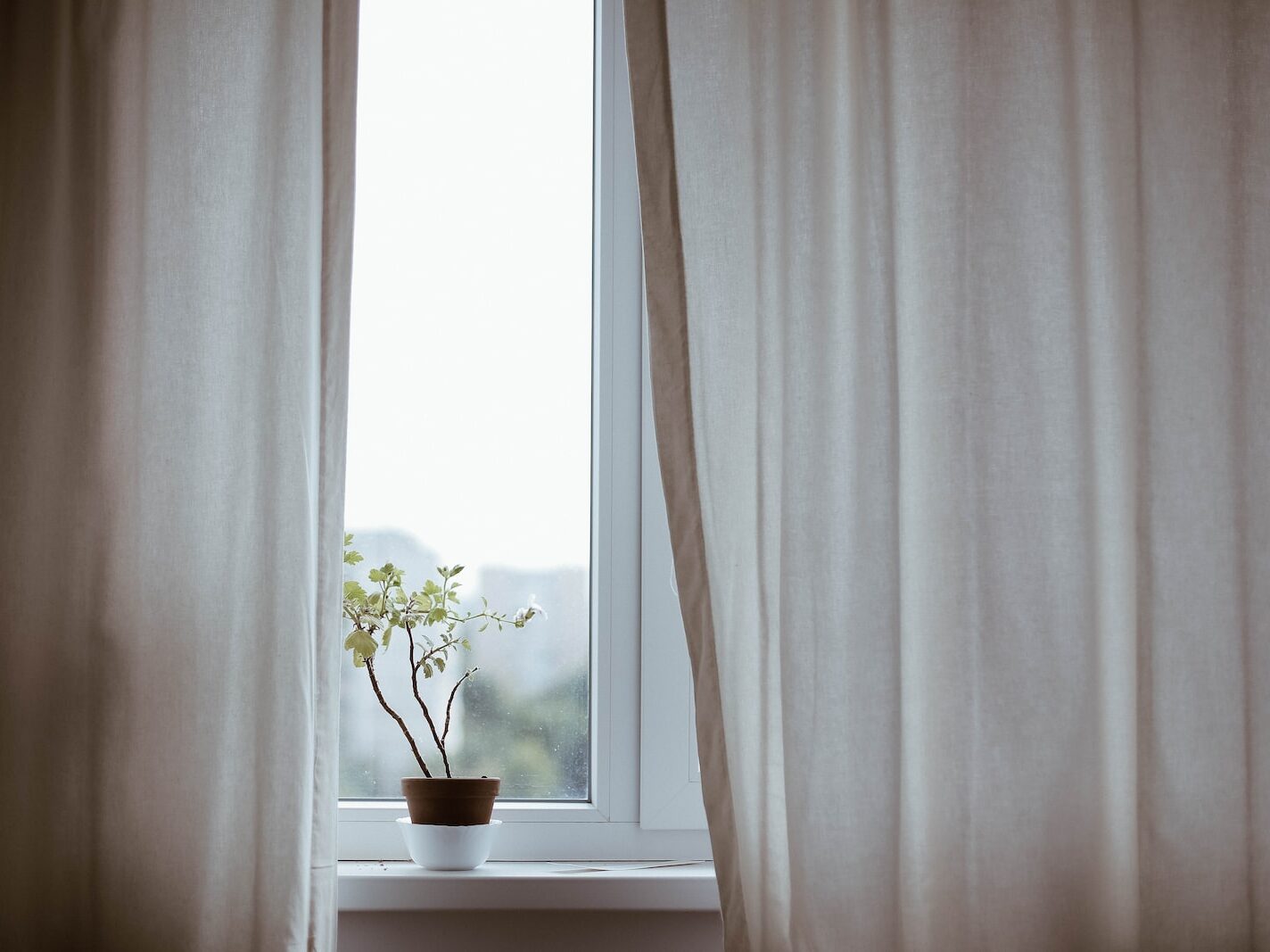 potted plant on window with curtain
