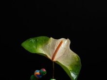 green and yellow leaf with black background