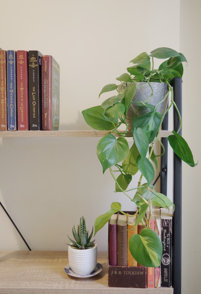 green plant on white wooden shelf