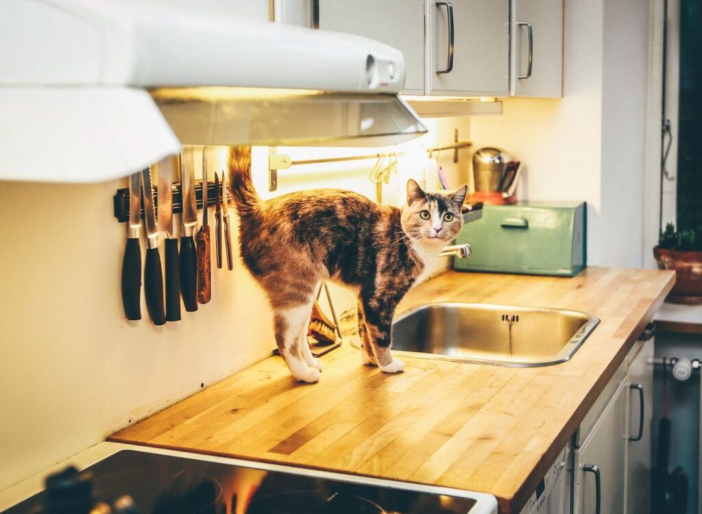cat on dining