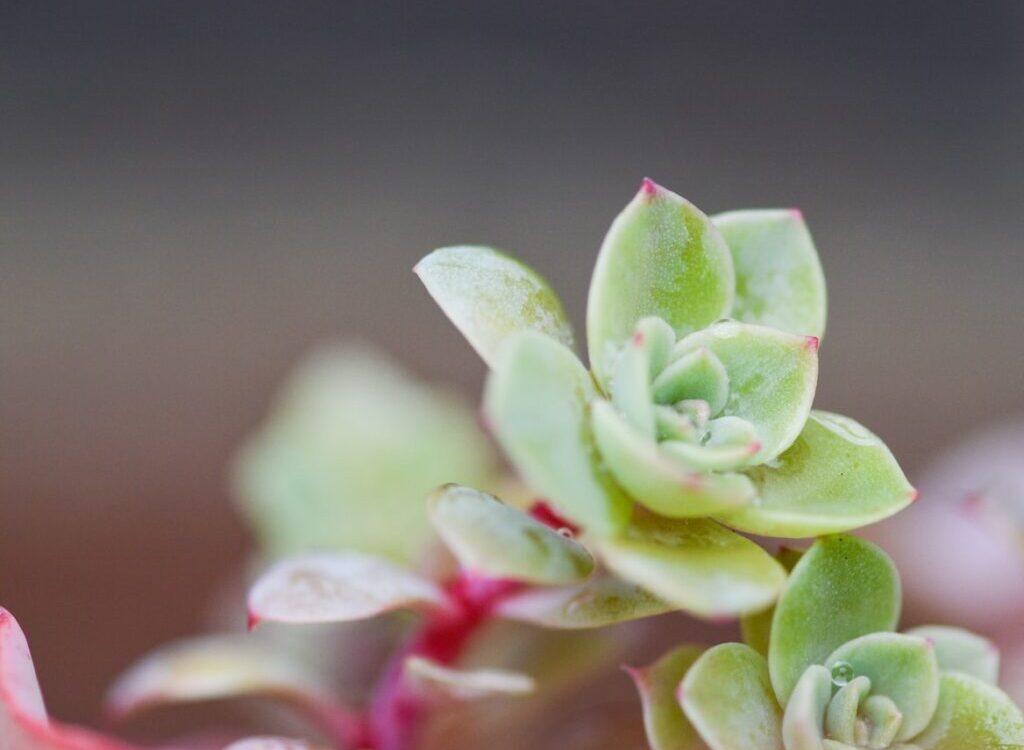 closeup photography of green Jade plant