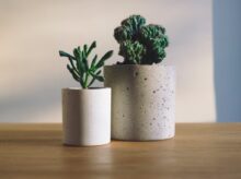 shallow focus photography of potted plants